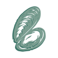 Grünlippmuschel